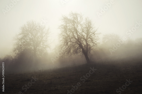 trees in fog and sun rays morning landscape