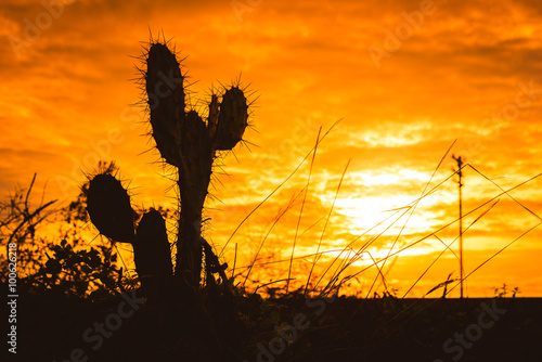 Silhouette of Saguaro Cactus at Sunset