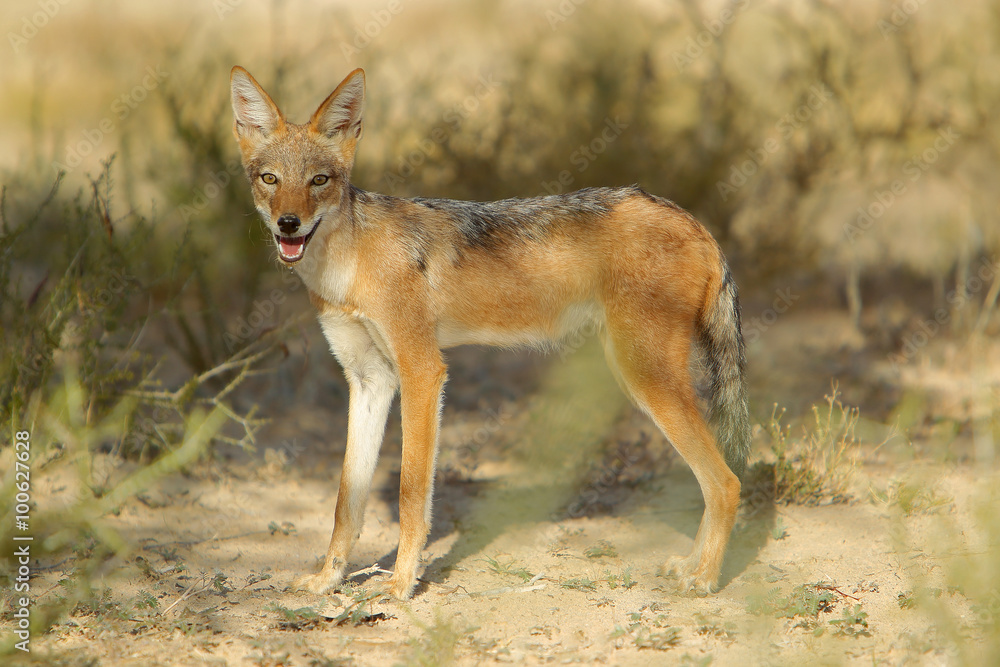 Szakal Czaprakowy Canis Mesomelas Na Pustyni Kalahari Stock Photo Adobe Stock