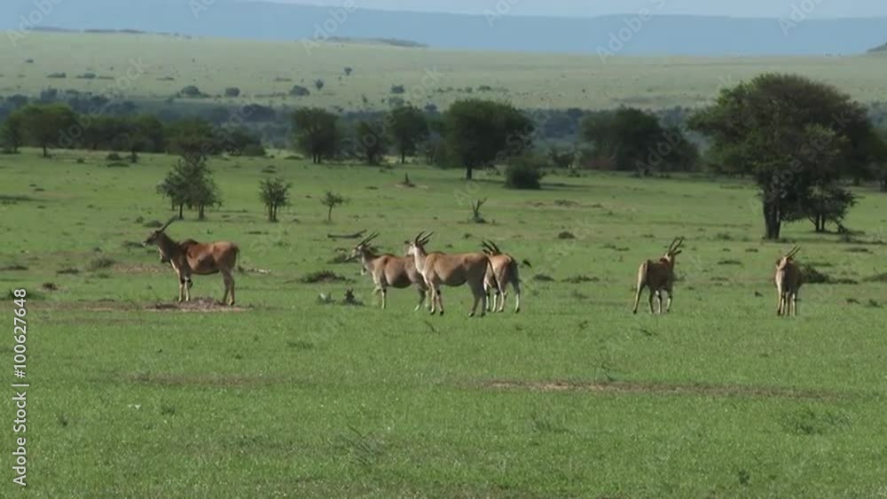 Herd of Eland together on plain, flapping ears waving tail and shaking head to chase away flies, Herd of Eland together on plain, flapping ears waving tail and shaking head to chase away flies,