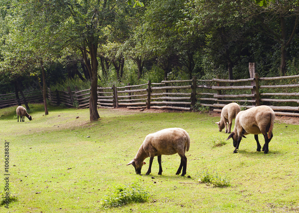 Fototapeta premium Sheep grazing