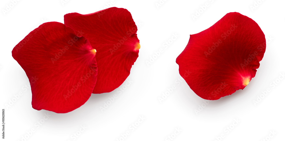 Petals of red rose Petals of red rose