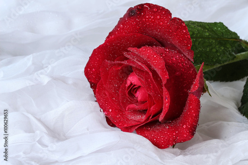 red rose with water droplets - white background