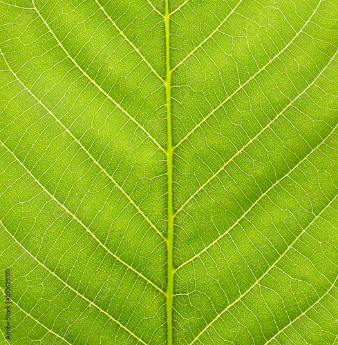 Texture of green leaf