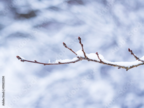 A snowy winter branch with buds and no leaves. Location: Lund Sweden. 