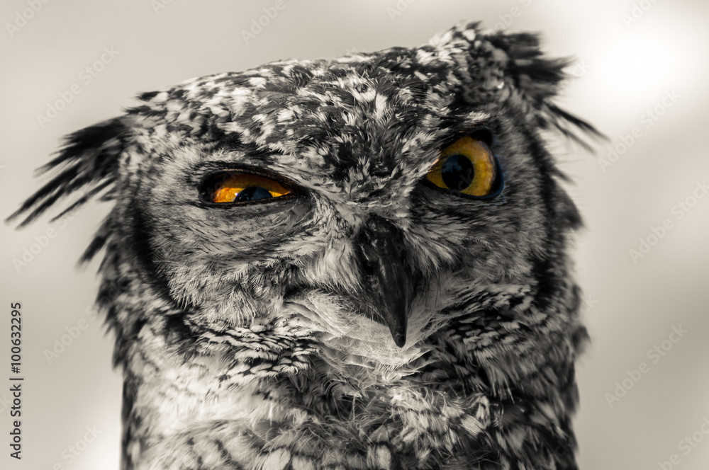 Fototapeta premium Owl eyes