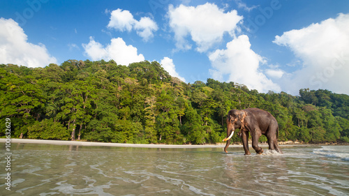 Photography Walking elephant on the tropical beach background.