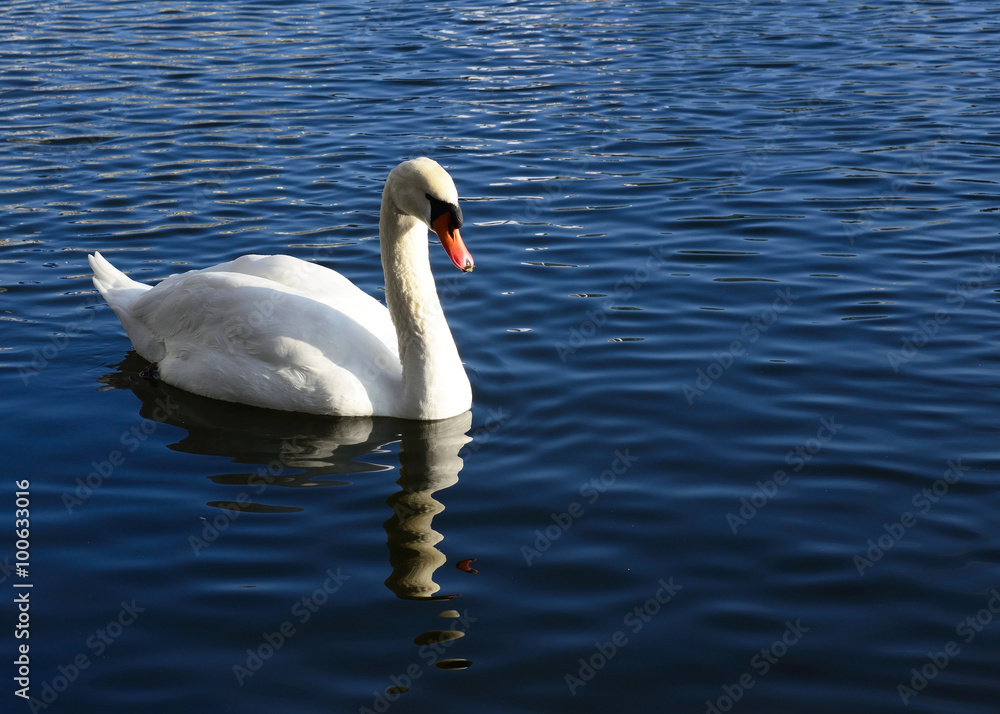 Fototapeta premium Schwan_5