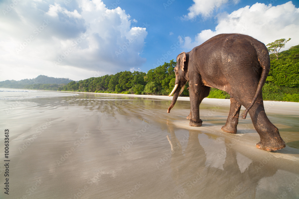 Obraz premium Walking elephant on the tropical beach background