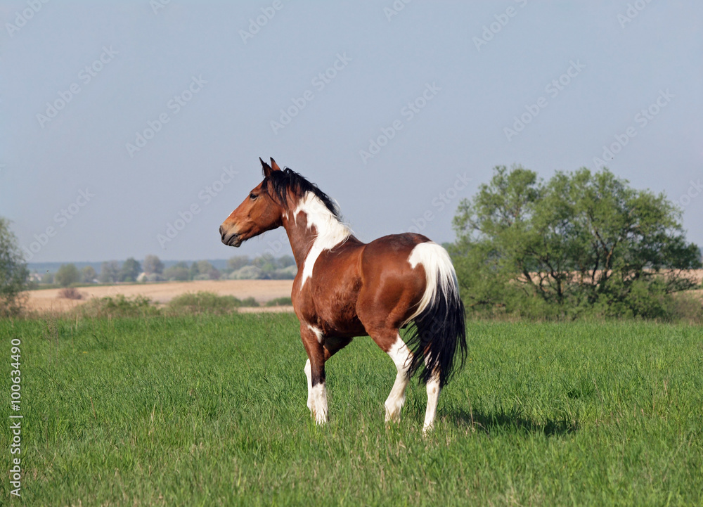 Fototapeta premium Pinto horse trotting on to the green meadow