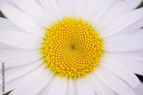 Close up of a daisy
