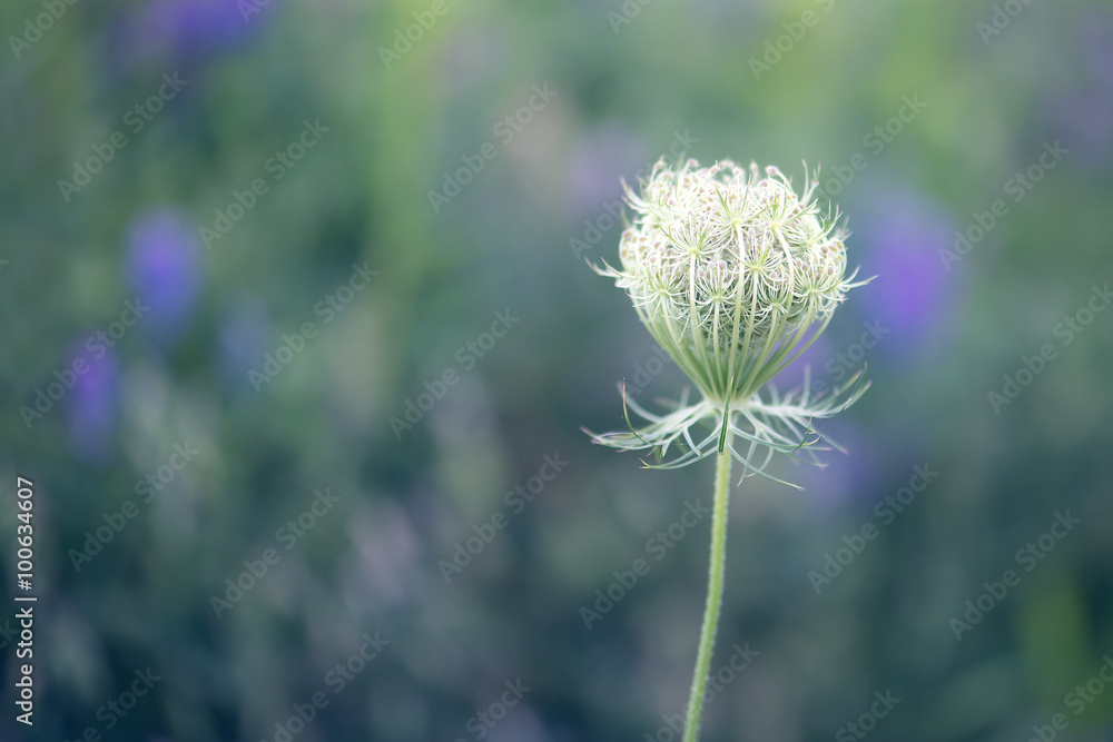 Single Queen Anne's lace flower Single Queen Anne's lace flower