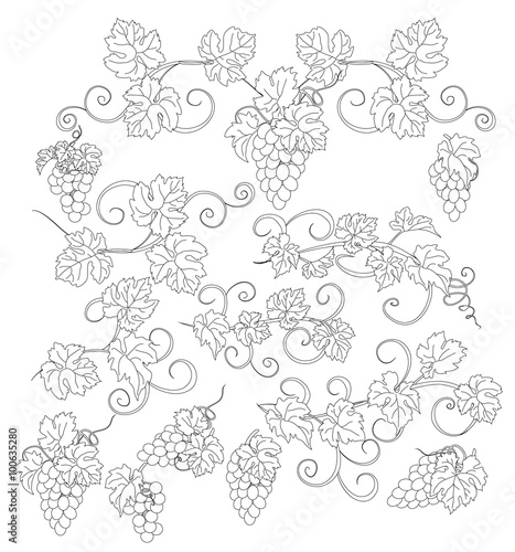 Design elements with bunches of grapes and vines in vintage style.