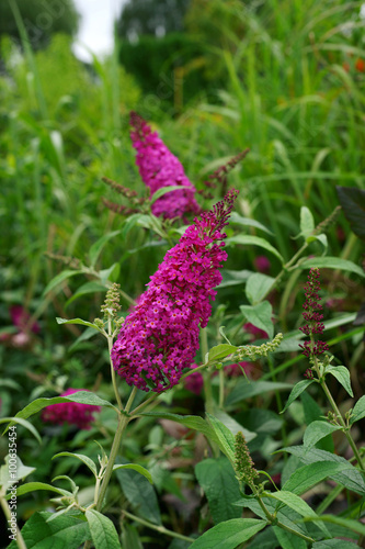 Buddleja davidii Miss Ruby