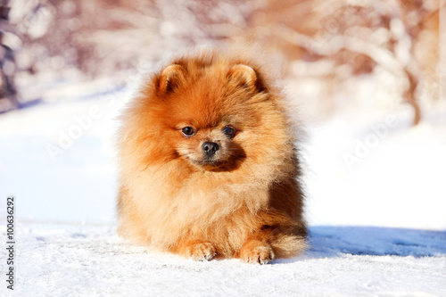 Beautiful dog in winter park. Pomeranian dog outdoor. Groomed dog. Winter  © Agnes