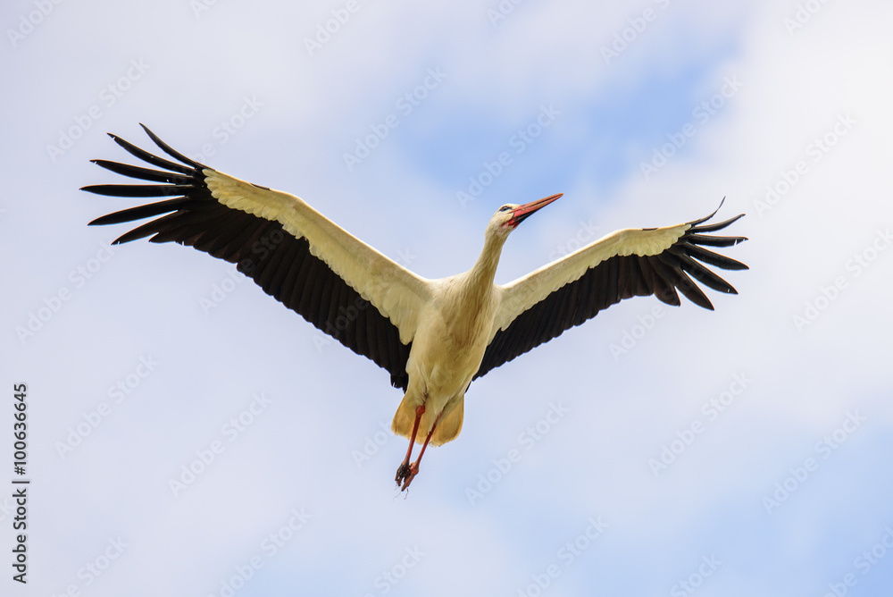 Obraz premium Flying white stork