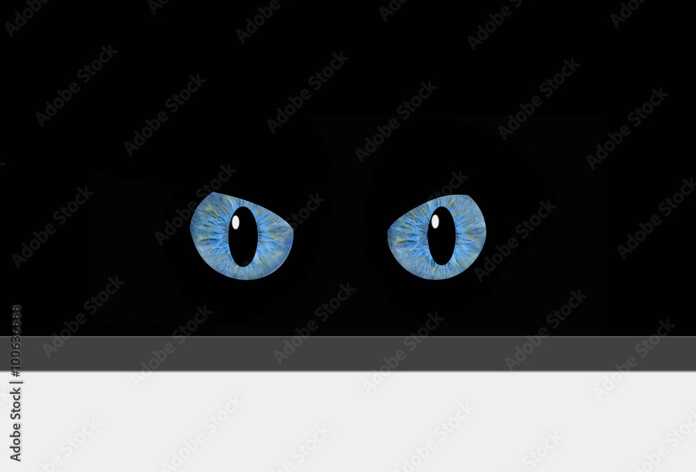 Gato, ojos azules, fondo negro, fondo blanco