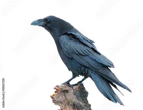 Raven (Corvus corax) isolated on white background