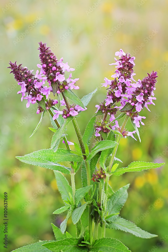 Fototapeta premium Чистец болотный (Stachys palustris)