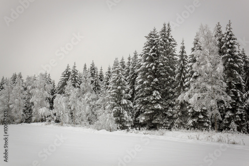 Nadelbäume im Winter © Chris Adler