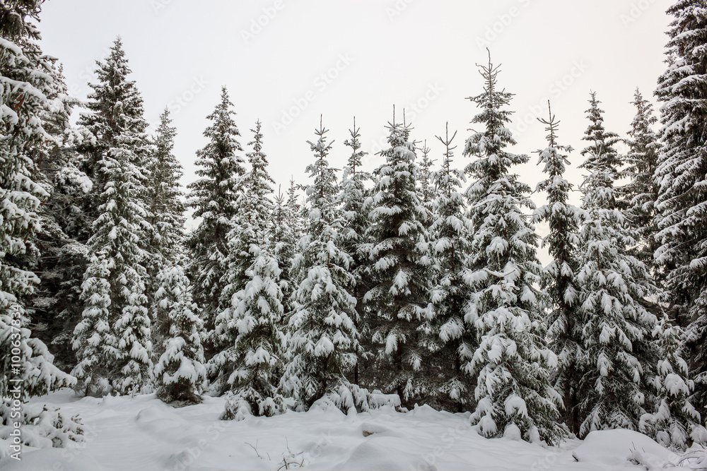 Fototapeta premium Nadelbäume im Winter