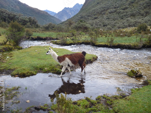 llama at the small stream in the mountains