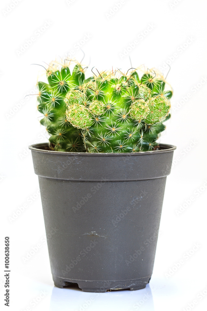 Cactus isolated on white background Cactus isolated on white background