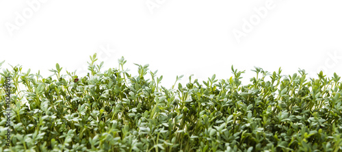 Cress  isolated on white 