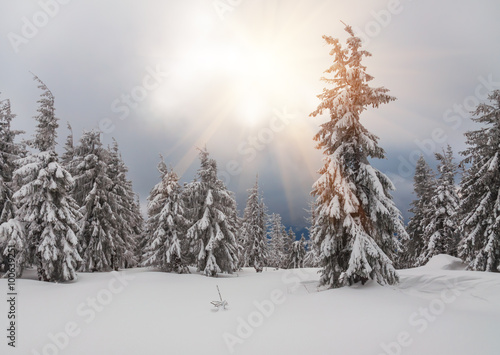 snow-covered firs in forest