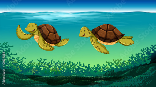 Two turtles swimming under the sea