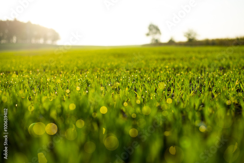 Fresh spring grass with drops on natural defocused light green background.