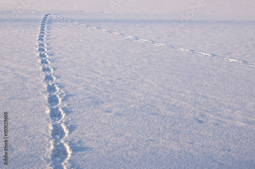 Wallpaper Mural Animal tracks in the snow, change plans. Torontodigital.ca