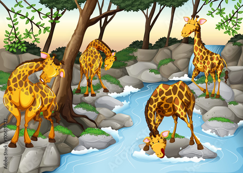 Four giraffes drinking water from the river