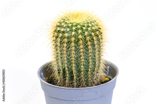 Cactus isolated on white background