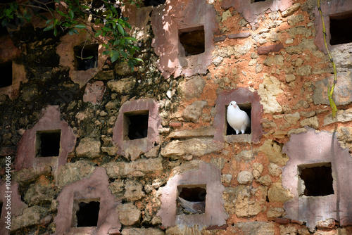 pigeon in ancient stone wall, Puerto Rico