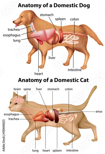 Anatomy of domestic dog and cat