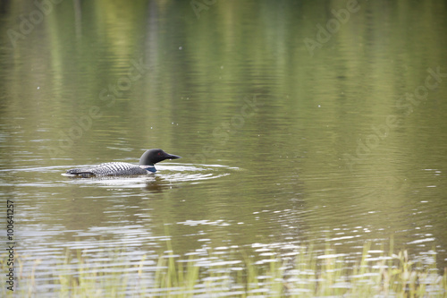 Loon on Remote and Reflective Mountain Lake