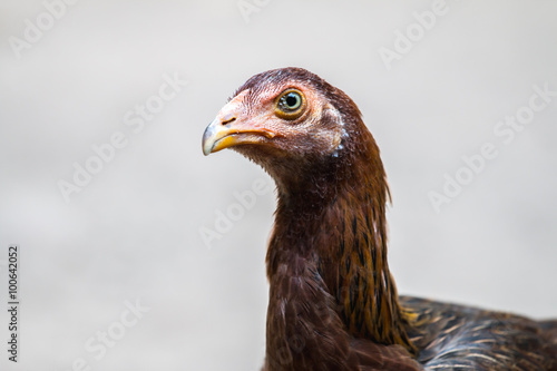 close up portrait of hen