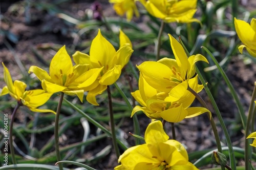 Fototapeta Naklejka Na Ścianę i Meble -  Wildtulpe Tulipa sylvestris - wild tulip Tulipa sylvestris