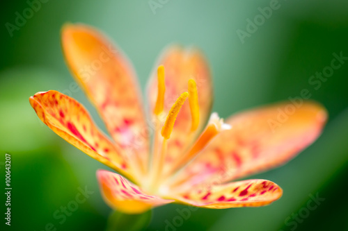 Obraz na plátně Orange flower soft romatnic image