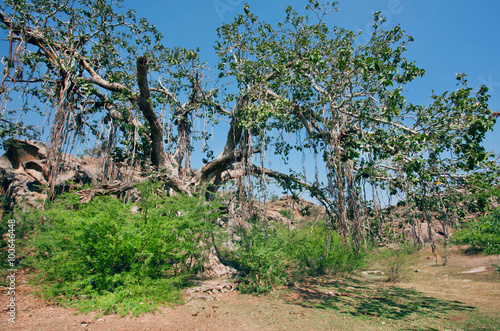 Banyan tree in the forest in India