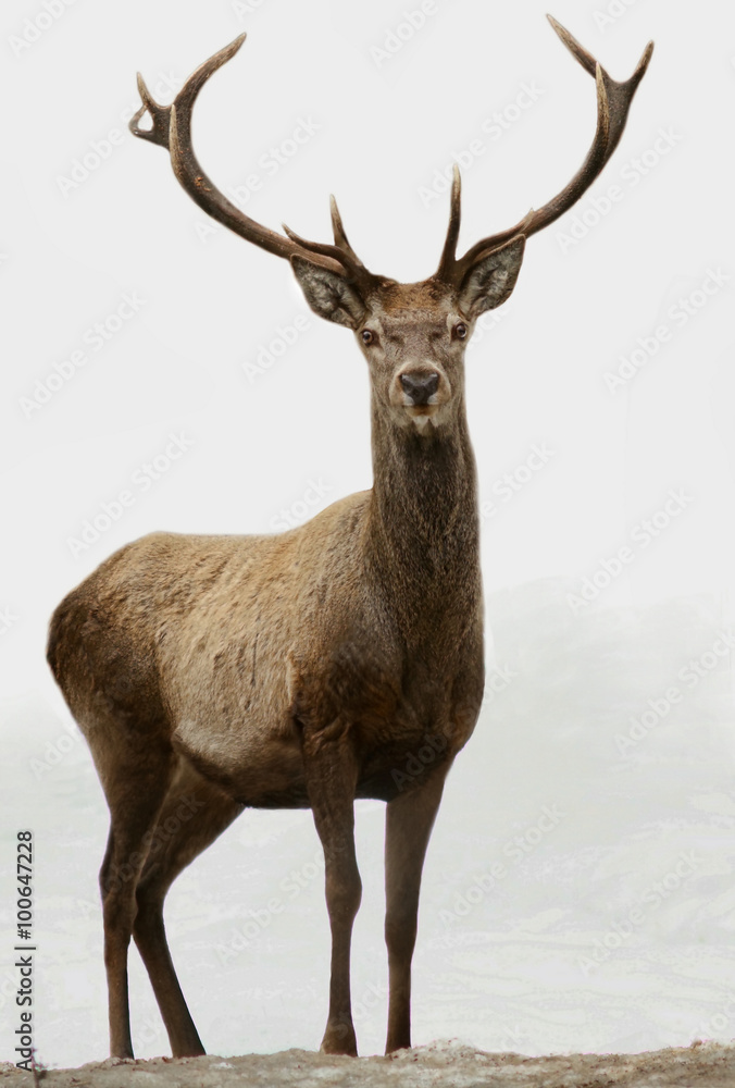 Deer
