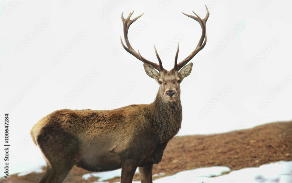 Deer
