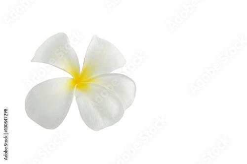 frangipani flowers on white background with clipping paths © aorphoto