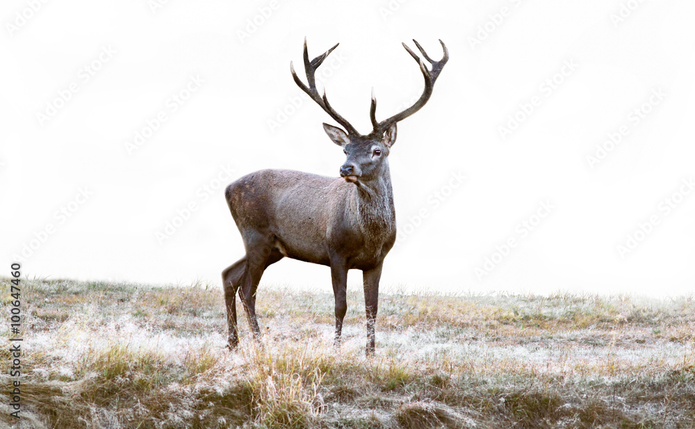 Deer