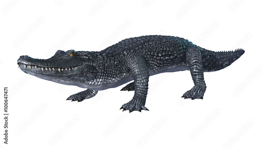 Naklejka premium Alligator Caiman on White