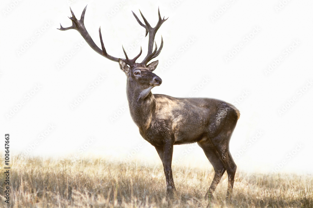 Deer