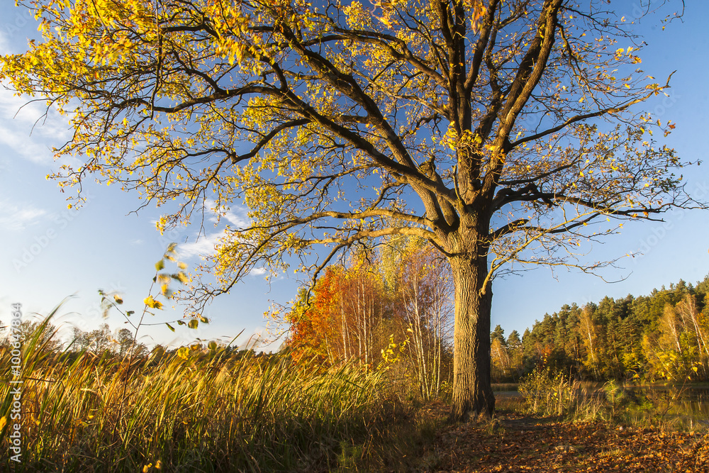 Autumn Autumn