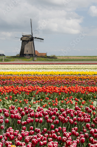 Tulip field with windmill