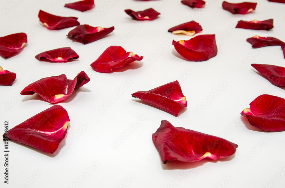 Fototapeta premium Random rose petals isolated white background